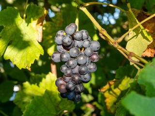 Red grapes in autumn, just before harvest