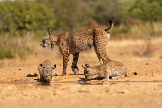 lince iberico