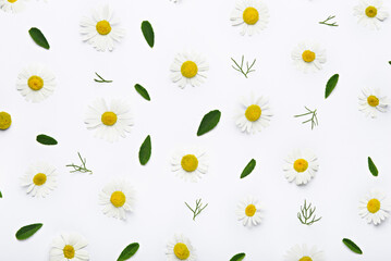 chamomile background, floral summer composition of petals and chamomile flowers on white background