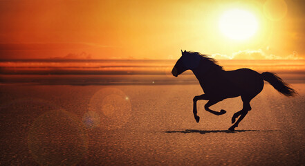 silhouette of the black horse galloping alone on the beach by the sea under the hot summer sun