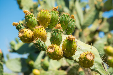 Cactus plant with fruits, cactus bush in desert