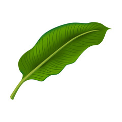 Tropic leaf in cartoon style. Bright green exotic plants vector isolated on white background. Jungle foliage decoration