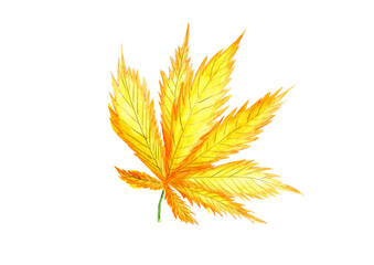 Naklejka na ściany i meble Watercolor yellow autumn leaf of cannabis herb, on white background isolated for your design, hand drawn illustration