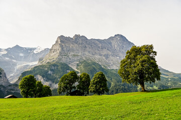 Grindelwald, Eiger, Eigernordwand, Unterer Grindelwaldgletscher, Gletscher, Alpen, fiescherhörner,...