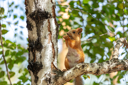 Art view on wild nature. A cute red squirrel with swollen tits on his stomach sits on a birch tree in search of food for cubs. very high resolution photos