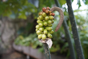 Anchomanes welwitschii is a genus of flowering plants in the family Araceae. The genus is native to tropical Africa.