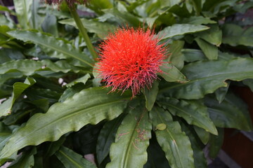 Scadoxus multiflorus , Amaryllidaceae family. South Africa.