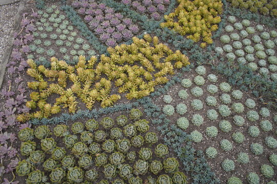 Bed With Various Cactaceae (Caryophyllales) 