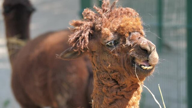 Alpaca with a funny hairstyle. Portrait. Vicuna pacos
