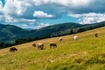 Naklejka na ściany i meble A herd of cows graze on pasture in the mountains