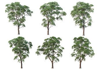 Tree on a transparent background
