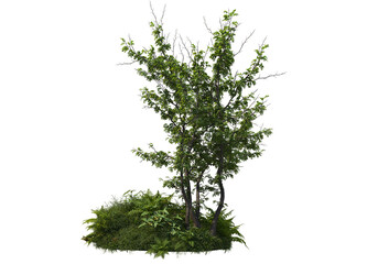 Obraz premium Tree on a transparent background 