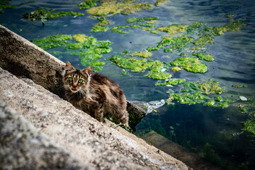 Obrovac, Croatia, Europe, obrovac castle, rock, on the rock