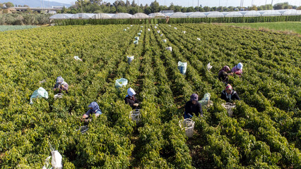 Torbali - Izmir - Turkey, November 4, 2021, Seasonal workers working in a pepper field