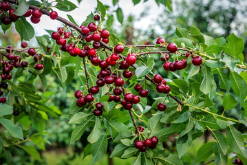 ripe sweet cherries on the twig
