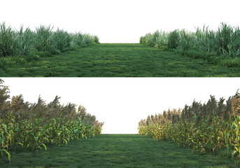 Meadow on a transparent background
