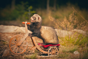 Dark standard color ferret riding a tricycle on forest way location