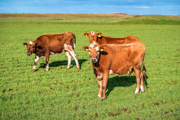 Fototapeta na wymiar Three brown cows on the green lawn