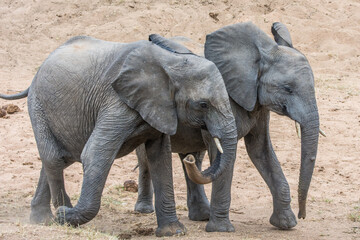 Naklejka premium African elephants (Loxodonta africana) in the Timbavati Reserve, South Africa