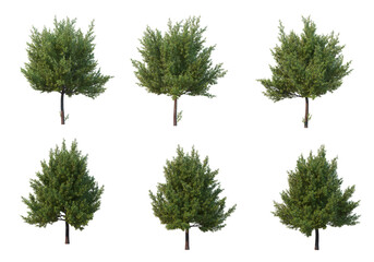 Tree on a transparent background
