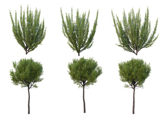 Tree on a transparent background
