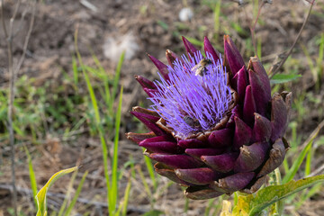 Bl&uuml;te eines Artischocke