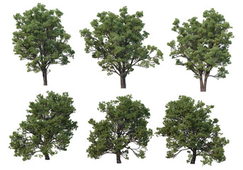 Tree on a transparent background
