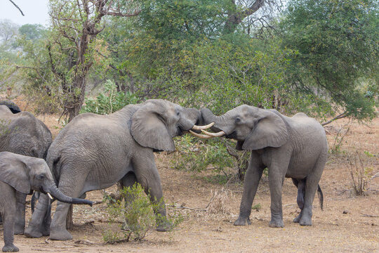 African elephants (Loxodonta africana) in the Timbavati Reserve, South Africa