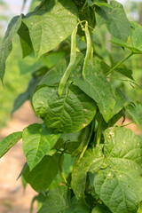 Organic, fresh, green bean field