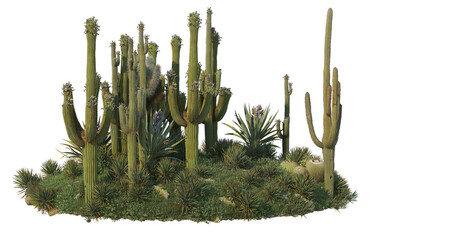 Cactus garden on a transparent background
