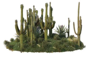 Foto op Canvas Cactus garden on a transparent background  © jomphon