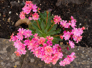 Lewisia Cotyledon in bloom