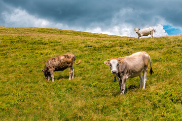 Fototapeta na wymiar Calves on pasture in the mountains