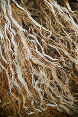 plant roots lined up on ground