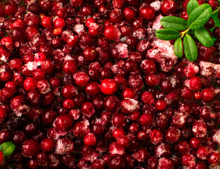 Frozen Cowberry, Iced Lingonberry