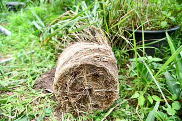 plant roots lined up on ground