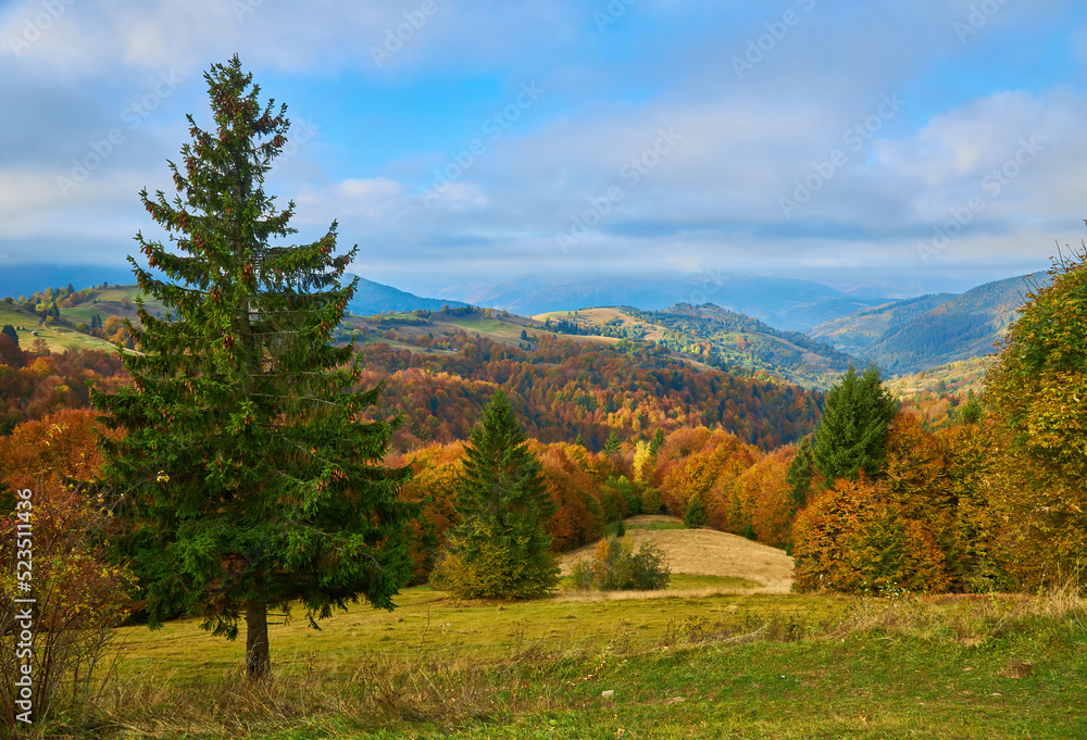 Wall mural Forest on a sunny day in autumn season.