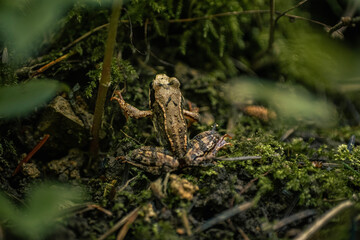 frog in the forest
