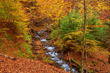 Autumn river creek in forest park