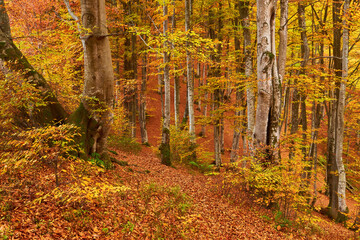 autumn landscape panorama of a scenic forest with lots of warm sunshine
