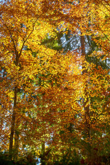 autumn landscape panorama of a scenic forest with lots of warm sunshine