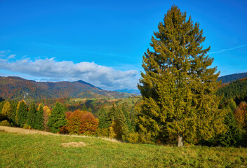 Fototapeta na wymiar Forest on a sunny day in autumn season.