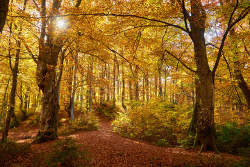 Colorful autumn landscape scene with fence in Transylvania mountain