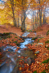 Fototapeta premium A bridge over a fast stream in the autumn forest.