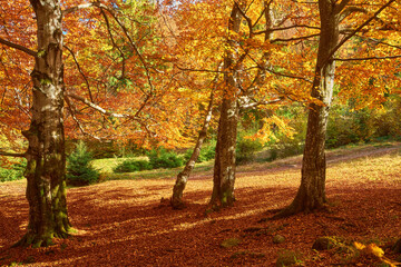 autumn landscape panorama of a scenic forest with lots of warm sunshine