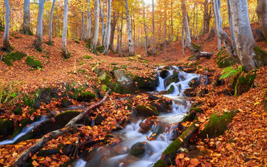 Autumn leaves along a forest stream. Forest stream in autumn.