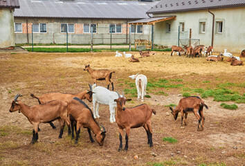 Fototapeta premium Flock in sheepfold, farm livestock pen of countryside. Brown woolly goats.
