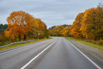 Asphalt road with fallen leaves inl autumn forest.