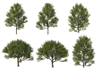 Tree on a transparent background
