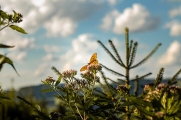 butterfly on a flower